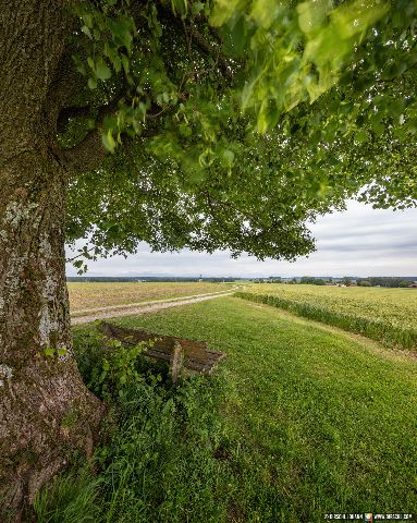 Gemeinde Tyrlaching Landkreis Altötting Rainbichl Linde Aussicht Landschaft (Dirschl Johann) Deutschland AÖ